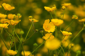 Close up of the beautiful yellow buttercups, blooming in spring, East Groningen province, Netherlands