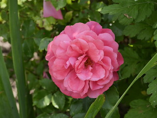 pink flower