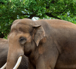 Fototapeta premium Close-up portrait of an elephant in the zoo