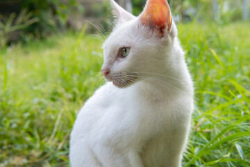 Beautiful white cat on the background of nature. High quality photo