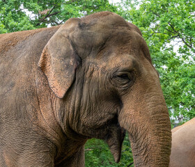 Close-up portrait of an elephant in the zoo