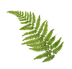 Beautiful tropical fern leaf isolated on white - obrazy, fototapety, plakaty