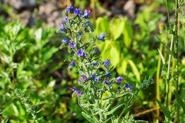 flowers in the garden