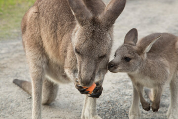 Mother Kangaroo feeding baby Joey a carrot in the outback at Fitzroy Falls, NSW AUSTRALIA