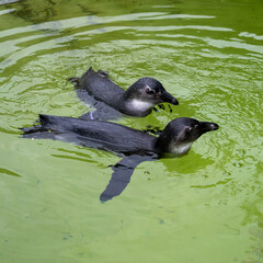 Penguins swim in water, penguins play.
