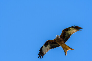red kite in blue sky in Emmental