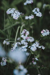 blue and pink forget-me-nots