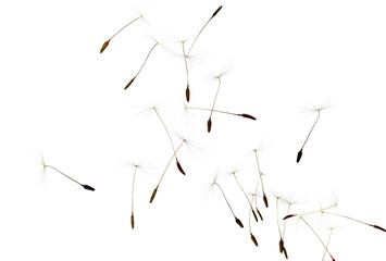 Many dandelion seeds flying on white background