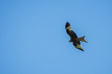 red kite in blue sky in Emmental