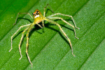 Jumping Spider, Tropical Rainforest, Marino Ballena National Park, Uvita de Osa, Puntarenas, Costa Rica, Central America, America