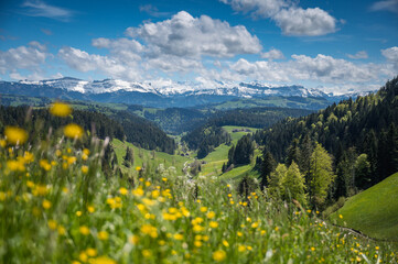 classical Emmental landscape with farm houses in the hills on a spring day in front of the Bernese Alps