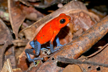 Dart Poison Frog, Blue Jeans, Oophaga pumilio, Dendrobates pumilio,Tropical Rainforest, Costa Rica, Central America, America