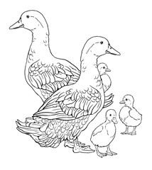 Ducks with ducklings. Coloring page with domestic fowl. Digital drawing with bird. Template for children to paint.	