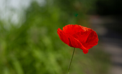 Fototapeta premium red flower on green background. poppy flower in field. summer blooming background.
