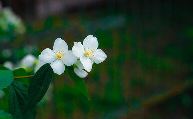 Jasmin flowers on green background. Fresh tropical plant branch wallpaper. Fragrant blooming scented flower banner.