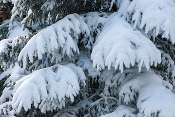 Fir branches covered with snow on a sunny day in the forest