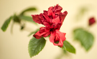 Chinese rose