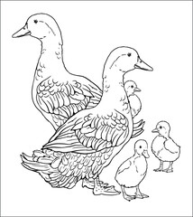 Ducks with ducklings. Coloring page with domestic fowl. Vector drawing with bird. Template for children to paint.