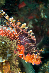 Zebra Lionfish, Dendrochirus zebra, Lembeh, North Sulawesi, Indonesia, Asia