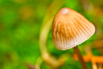 Wild Mushroom, Sierra de Guadarrama National Park, Segovia, Castile and Leon, Spain, Europe.