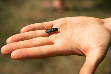 close up big bug on hand. Forest insects on arm top view copy space.
