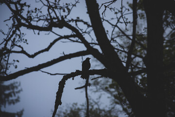 Silhouette of a Sparrow sitting on a branch against the dramatic light. Bird in the branches in the evening. Background with silhouettes of a small bird and branches