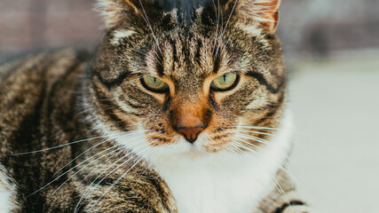 Obraz premium Portrait of a formidable big cat in the camera