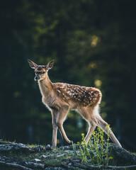 Baby Deer Bambi in the Forest during Summer