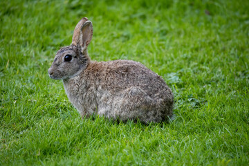 Wild Rabbit in the yorkshire Dales
