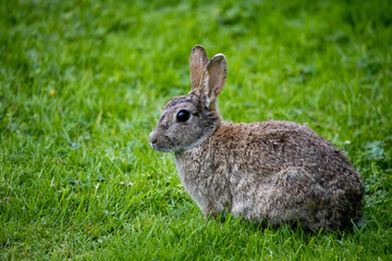 Wild Rabbit in the yorkshire Dales