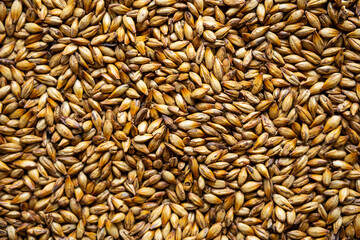 Caramel malt grains, close-up. Dark malted barley for brewers. Craft beer, ale or lager  brewing from grain barley malt. 