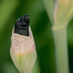 first bud of black iris flower. wrinkled petals, green natural background. Detail of spring and summer garden. Macro close up.
