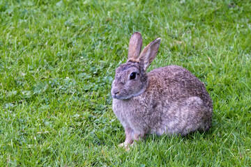 Wild Rabbit in the yorkshire Dales