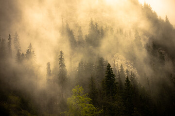 Landscape with fir trees, fog, from Maramures (Transylvania, Romania)