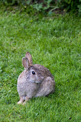 Wild Rabbit in the yorkshire Dales