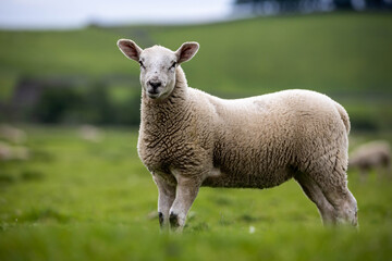 Naklejka na ściany i meble Yorkshire dales Lamb