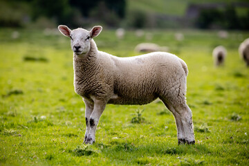 Naklejka na ściany i meble Yorkshire dales Lamb