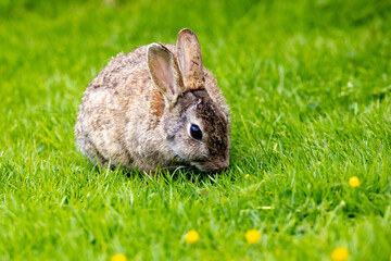 Wild Rabbit in the yorkshire Dales