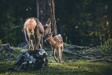 Baby Deer Bambi in the Forest during Summer