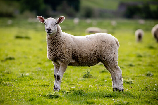 Yorkshire dales Lamb