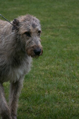 Irish Wolf Hound with green grass background