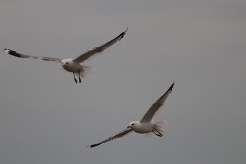 seagull in flight
