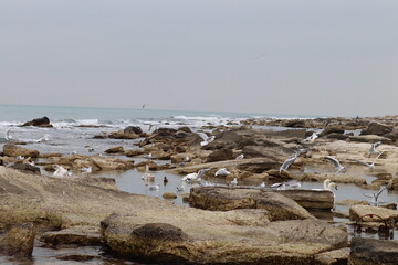 dead sea flats