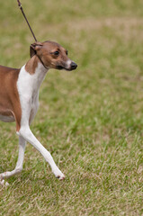 Italian Grey Hound walking on grass