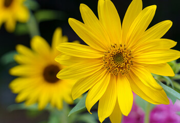Close up and selective focus of refreshing sunflower in the mid of the afternoon sunlight