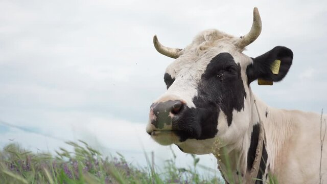 Dairy Cow Lies on the Green Grass And Chews. Cow Head Close up. Cattle in Pasture,4k