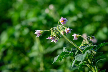 potato plant blooms, rows of potatoes