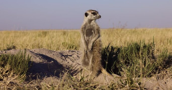 Funny cute animals. Close-up portrait of a meerkat suricate standing on top of its burrow on the lookout for danger