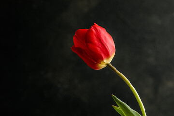 Abstract blurred background - red tulips on a darck, background in back or side soft lighting. Tulip flowers background for postcard or banner, copy space