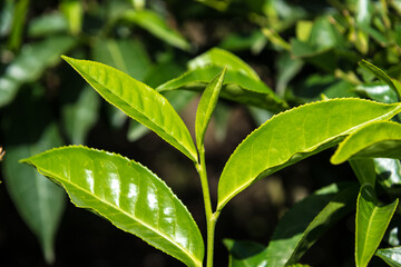Extreme close up of tender and fresh green tea leaves from the tea eastate. Fresh Tea plant from the agricultural field.